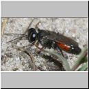 Tachysphex obscuripennis - Grabwespe w10b 9mm Sandgrube Niedringhaussee.jpg